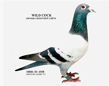 Wild Cock