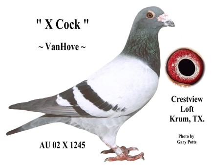 X-Cock