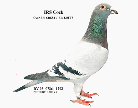 IRS Cock